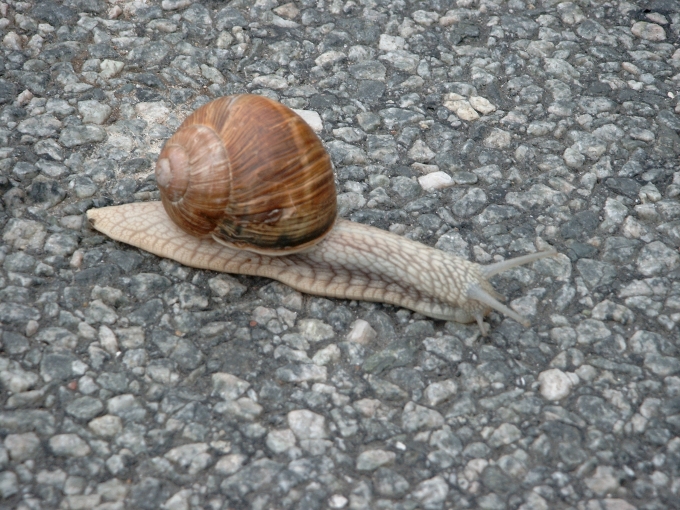 Edible Snail