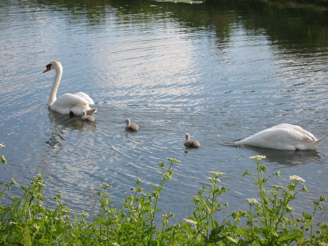 A pair of Swans with kids
